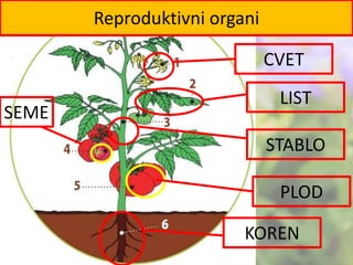 CVET
LIST
STABLO
PLOD
KOREN
SEME
Reproduktivni organi
 