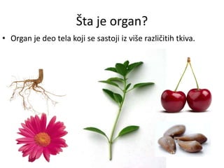 Šta je organ?
• Organ je deo tela koji se sastoji iz više različitih tkiva.
 