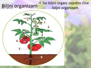 Biljni organizam
• Svi biljni organi zajedno čine
biljni organizam.
 