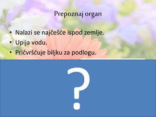 Prepoznajorgan
• Nalazi se najčešće ispod zemlje.
• Upija vodu.
• Pričvršćuje biljku za podlogu.
 