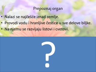 • Nalazi se najčešće iznad zemlje.
• Provodi vodu i hranljive čestice u sve delove biljke.
• Na njemu se razvijaju listovi i cvetovi.
Prepoznajorgan
 