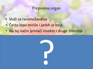 • Služi za razmnožavanje
• Često lepo miriše i jarkih je boja
• Na taj način privlači insekte i druge životinje
Prepoznajorgan
 