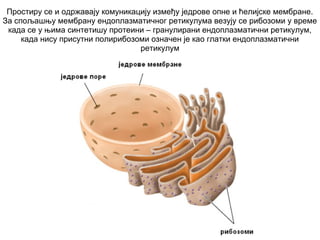 Građa ćelije | PPT
