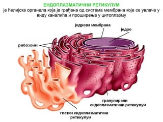 Građa ćelije | PPT