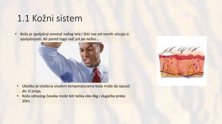 1.1 Kožni sistem
• Koža je spoljašnji omotač našeg tela i štiti nas od raznih uticaja iz
spoljašnjosti. Ali pored toga radi još po nešto...
• Ukoliko je izložena visokim temperaturama koža može da ispusti
do 1l znoja.
• Koža odraslog čoveka može biti teška oko 4kg i dugačka preko
20m.
 