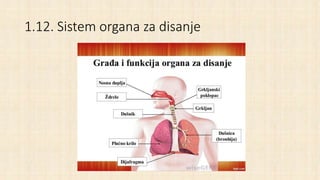 1.12. Sistem organa za disanje
 