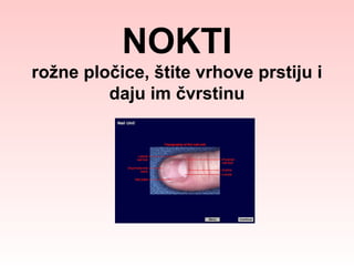 NOKTI
rožne pločice, štite vrhove prstiju i
daju im čvrstinu

 