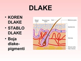 DLAKE
• KOREN
DLAKE
• STABLO
DLAKE
• Boja
dlakepigmenti

 
