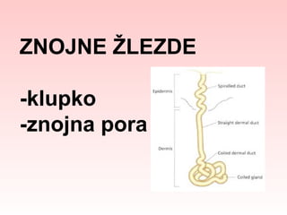 ZNOJNE ŽLEZDE
-klupko
-znojna pora

 