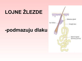 LOJNE ŽLEZDE
-podmazuju dlaku

 