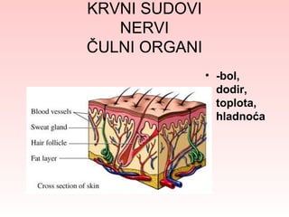 KRVNI SUDOVI
NERVI
ČULNI ORGANI
• -bol,
dodir,
toplota,
hladnoća

 