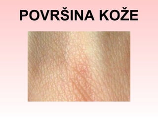 POVRŠINA KOŽE

 