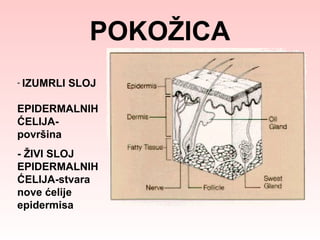 POKOŽICA
- IZUMRLI

SLOJ

EPIDERMALNIH
ĆELIJApovršina
- ŽIVI SLOJ
EPIDERMALNIH
ĆELIJA-stvara
nove ćelije
epidermisa

 