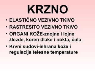 KRZNO
• ELASTIČNO VEZIVNO TKIVO
• RASTRESITO VEZIVNO TKIVO
• ORGANI KOŽE-znojne i lojne
žlezde, koren dlake i nokta, čula
• Krvni sudovi-ishrana kože i
regulacija telesne temperature

 