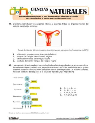 PRUEBA DISCOVERY SABER ••• OCTAVO GRADO 201500838 17
41.	 El sistema reproductor tiene órganos internos y externos. Indica los órganos internos del
sistema reproductor femenino
Tomado de: http://es.123rf.com/imagenes-de-archivo/aparato_reproductor.html?mediapopup=8476703
A.	 labio menor, meato urinario, trompas de Falopio
B.	 trompas de Falopio, útero o matriz, vagina
C.	 túbulos seminíferos, labio mayor, vagina
D.	 conducto deferente, trompas de Falopio, vagina
42.	 La espermatogénesis es el proceso mediante el cual se desarrollan los gametos masculinos,
llevándose a cabo en los testículos, específicamente en los túbulos seminíferos; en la gráfica
podemos observar cada uno de los pasos que se dan en este proceso. De acuerdo con esto,
indica en cada uno de los pasos si la célula es diploide (2n) o haploide (n)
	
Células germinales
Espermatogonia
Espermatocito I
Espermatocitos II
Espermátides
Espermatozoides
MITOSIS
DIFERENCIACIÓN
MEIOSIS I
MEIOSIS II
DIFERENCIACIÓN
Tomado de: http://www.genomasur.com/BCH/BCH_libro/capitulo_16.htm
A.	 2n, n, n, 2n y n
B.	 2n, 2n, n, n y n
C.	 n, 2n, n, 2n y n
D.	 n, n, 2n, n, y 2n
NATURALESCIENCIAS
Contesta las preguntas en la hoja de respuestas, rellenando el círculo
correspondiente a la opción que consideres correcta.
 