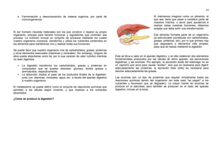10
 Fermentación y descomposición de materia orgánica, por parte de
microorganismos.
El ser humano necesita materiales con los que construir o reparar su propio
organismo, energía para hacerlo funcionar y reguladores que controlen ese
proceso. La nutrición incluye un conjunto de procesos mediante los cuales
nuestro organismo incorpora, transforma y utiliza los nutrientes contenidos en
los alimentos para mantenerse vivo y realizar todas sus funciones.
Se puede decir que nuestro organismo vive de carbohidratos, grasas, proteínas
y otros elementos esenciales (vitaminas y minerales). Sin embargo, ninguno de
ellos puede absorberse como tal, por lo que carecen de valor nutritivo mientras
no sean digeridos.
 La digestión transforma los carbohidratos, grasas y proteínas en
compuestos que se pueden absorber: glucosa, ácidos grasos y
aminoácidos, respectivamente.
 La absorción implica el paso de los productos finales de la digestión,
junto con vitaminas, minerales, agua, etc. a través del aparato digestivo
a nuestro organismo.
El metabolismo se puede definir como el conjunto de reacciones químicas que
permiten a las células seguir viviendo, y que implican a los nutrientes
absorbidos.
¿Cómo se produce la digestión?
Si intentamos imaginar como un alimento, el
que sea, tiene que pasar a constituir parte de
nosotros mismos, o servir para ayudarnos a
realizar todas nuestras funciones, debemos
aceptar que debe sufrir una transformación.
Ese alimento formaba parte de un organismo
ya estructurado (constituido con carbohidratos,
grasas, proteínas, etc), por lo que primero hay
que degradarlo a elementos más simples,
paso que se realiza mediante la digestión.
Ésta se lleva a cabo en el aparato digestivo, y en ella colaboran dos elementos
fundamentales producidos por las células de dicho aparato: las secreciones
digestivas, y las enzimas. Por ejemplo, la secreción ácida del estómago no es
un capricho que sirva para causar "acidez", sino que es necesaria para digerir
adecuadamente las proteínas, la secreción biliar (bilis) es necesaria para
disolver adecuadamente las grasas.
Las enzimas son un tipo de proteínas que regulan virtualmente todas las
reacciones químicas dentro del organismo (en este caso "se pegan" a los
nutrientes y favorecen que se degraden). La mayor fuente de enzimas se
produce en el páncreas, pero también se producen en el resto del aparato
digestivo, incluso en la boca.
 