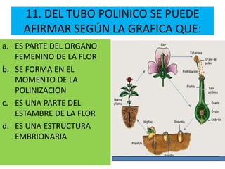 11. DEL TUBO POLINICO SE PUEDE
AFIRMAR SEGÚN LA GRAFICA QUE:
a. ES PARTE DEL ORGANO
FEMENINO DE LA FLOR
b. SE FORMA EN EL
MOMENTO DE LA
POLINIZACION
c. ES UNA PARTE DEL
ESTAMBRE DE LA FLOR
d. ES UNA ESTRUCTURA
EMBRIONARIA
 
