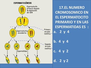 17. LA FIGURA CORRESPONDE A UNA
REPRODUCCION VEGETATIVA POR:
a. TUBERCULOS
b. RIZOMAS
c. BULBOS
d. ESTOLONES
17.EL NUMERO
CROMOSOMICO EN
EL ESPERMATOCITO
PRIMARIO Y EN LAS
ESPERMATIDAS ES :
a. 2 y 4
b. 4 y 4
c. 4 y 2
d. 2 y 2
 