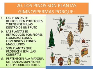 20. LOS PINOS SON PLANTAS
GIMNOSPERMAS PORQUE:
a. LAS PLANTAS SE
REPRODUCEN POR FLORES
Y TIENEN SEMILLAS
DENTRO DE UN FRUTO
b. LAS PLANTAS SE
REPRODUCEN POR FLORES
LLAMADAS CONOS
FEMENINOS Y CONOS
MASCULINOS
c. SON PLANTAS QUE
PRODUCEN SEMILLAS
CUBIERTAS
d. PERTENECEN ALA MAYORIA
DE PLANTAS SUPERIORES
QUE PRODUCEN FRUTOS
 