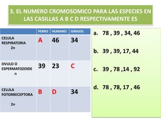 3. EL NUMERO CROMOSOMICO PARA LAS ESPECIES EN
LAS CASILLAS A B C D RESPECTIVAMENTE ES
PERRO HUMANO GIRASOL
CELULA
RESPIRATORIA
2n
A 46 34
OVULO O
ESPERMATOZOIDE
n
39 23 C
CELULA
FOTORRECEPTORA
2n
B D 34
a. 78 , 39 , 34, 46
b. 39 , 39, 17, 44
c. 39 , 78 ,14 , 92
d. 78 , 78, 17 , 46
 