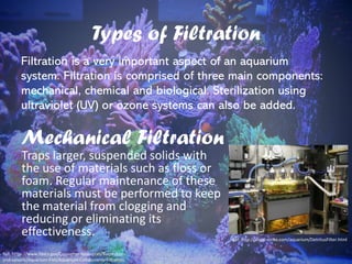 Types of Filtration
Filtration is a very important aspect of an aquarium
system. Filtration is comprised of three main components:
mechanical, chemical and biological. Sterilization using
ultraviolet (UV) or ozone systems can also be added.
Mechanical Filtration
Traps larger, suspended solids with
the use of materials such as floss or
foam. Regular maintenance of these
materials must be performed to keep
the material from clogging and
reducing or eliminating its
effectiveness.
Ref: https://www.fdacs.gov/Consumer-Resources/Recreation-
and-Leisure/Aquarium-Fish/Aquarium-Components-Filtration
Ref: http://angel-strike.com/aquarium/DetritusFilter.html
 