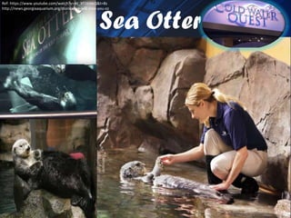 Sea Otter
Ref: https://www.youtube.com/watch?v=At_Xf7AlNkQ&t=8s
http://news.georgiaaquarium.org/stories/we-will-miss-you-oz
 