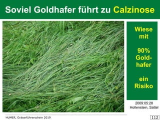 HUMER, Gräserführerschein 2019 112
Soviel Goldhafer führt zu Calzinose
2009:05:28
Hollenstein, Sattel
Wiese
mit
90%
Gold-
hafer
ein
Risiko
 