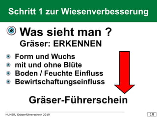 HUMER, Gräserführerschein 2019 19
Schritt 1 zur Wiesenverbesserung
Was sieht man ?
Gräser: ERKENNEN
Form und Wuchs
mit und ohne Blüte
Boden / Feuchte Einfluss
Bewirtschaftungseinfluss
Gräser-Führerschein
 