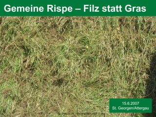 Folie - 195
DI. J.HUMER, Gräserführerschein
Gemeine Rispe – Filz statt Gras
Q: Dietl,Le.,Jo.: Wiesengräser,1998
15.6.2007
St. Georgen/Attergau
 