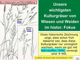 HUMER, Gräserführerschein 2019 30
Unsere
wichtigsten
Kulturgräser von
Wiesen und Weiden
im histor. Fokus
Diese historische Zeichnung
zeigt, dass schon früh
bekannt war, dass diese
Kulturgräser nur vorzüglich
wachsen, wenn sie gut mit
Nährstoffen (NPK) versorgt
sind → WD.
Q: KÖNIG: Die Sprache deder Grünlandpflanzen, 1955
 