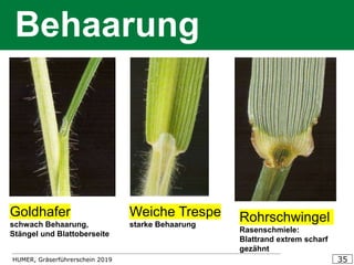 HUMER, Gräserführerschein 2019 35
Behaarung
Rohrschwingel
Rasenschmiele:
Blattrand extrem scharf
gezähnt
Goldhafer
schwach Behaarung,
Stängel und Blattoberseite
Weiche Trespe
starke Behaarung
 