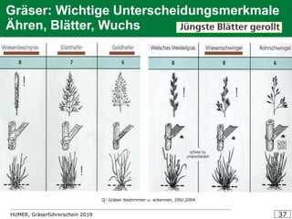 HUMER, Gräserführerschein 2019 37
Gräser: Wichtige Unterscheidungsmerkmale
Ähren, Blätter, Wuchs
Q: Gräser bestimmen u. erkennen, DSV,2004
 