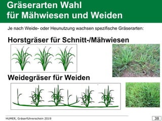 HUMER, Gräserführerschein 2019 38
Gräserarten Wahl
für Mähwiesen und Weiden
Je nach Weide- oder Heunutzung wachsen spezifische Gräserarten:
Horstgräser für Schnitt-/Mähwiesen
Weidegräser für Weiden
 