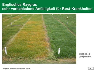 HUMER, Gräserführerschein 2019 60
Englisches Raygras
sehr verschiedene Anfälligkeit für Rost-Krankheiten
2002:09:19
Gumpenstein
 