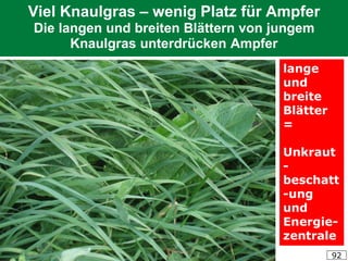 HUMER, Gräserführerschein 2019 92
Viel Knaulgras – wenig Platz für Ampfer
Die langen und breiten Blättern von jungem
Knaulgras unterdrücken Ampfer
lange
und
breite
Blätter
=
Unkraut
-
beschatt
-ung
und
Energie-
zentrale
 