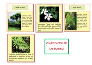CLASIFICACION DE
LAS PLANTAS
 