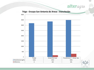 Testigo Azospirillum spp. Pseudomonas f. + Azosp. Spp.
Rendimiento kg/ha 3190 3353 3491
Diferencia 0 163 301
0
500
1000
1500
2000
2500
3000
3500
4000
Trigo - Ensayo San Antonio de Areco - Inoculación
 
