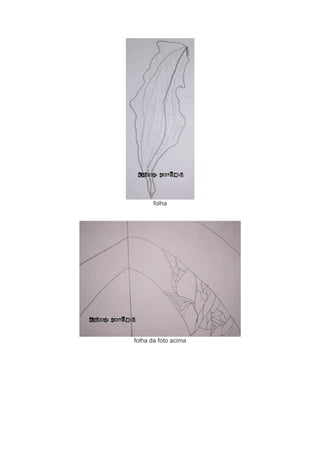 folha 
folha da foto acima 
 
