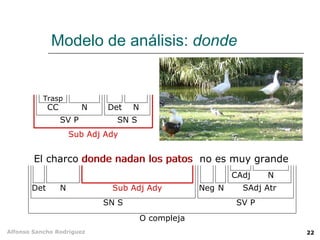 Modelo de análisis:  donde El charco donde nadan los patos  no es muy grande O compleja SN S SV P N Det Sub Adj Ady Neg N CC Trasp N SV P SN S Det N Sub Adj Ady donde nadan los patos SAdj Atr CAdj N 