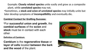 graft incompatibility and their mechanism | PPTX