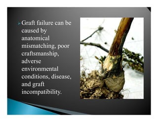Graft incopatibility | PDF