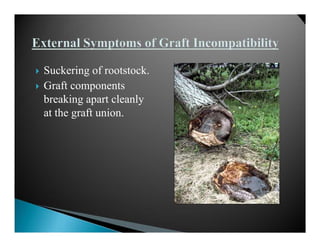 Tree Graft Incompatibility Graft incopatibility | PDF