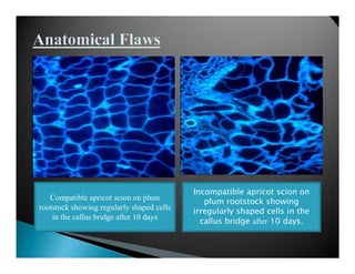 Incompatible Cells Graft incopatibility | PDF
