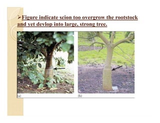 Tree Graft Incompatibility Graft incopatibility | PDF