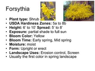 Forsythia Plant type:  Shrub  USDA Hardiness Zones:  5a to 8b  Height:  6’ to 10’  Spread:  5’ to 8’  Exposure:  partial shade to full sun  Bloom Color:  Yellow  Bloom Time:  Early spring, Mid spring  Moisture:  moist  Form:  Upright or erect  Landscape Uses:  Erosion control, Screen Usually the first color in spring landscape   