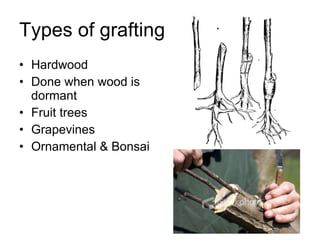 Types of grafting Hardwood Done when wood is dormant Fruit trees Grapevines Ornamental & Bonsai 