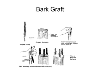 Bark Graft 