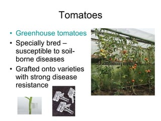 Tomatoes Greenhouse tomatoes Specially bred –susceptible to soil-borne diseases Grafted onto varieties with strong disease resistance 
