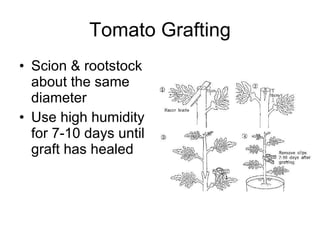 Tomato Grafting Scion & rootstock about the same diameter Use high humidity for 7-10 days until graft has healed 