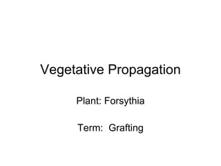 Vegetative Propagation Plant: Forsythia Term:  Grafting 